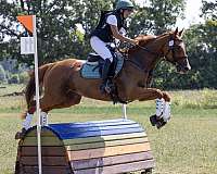 adult-thoroughbred-horse