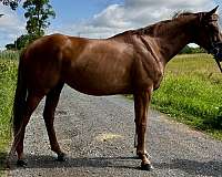 adult-amateur-thoroughbred-horse