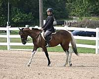 paint-horse-for-sale
