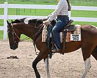 hunter-under-saddle-filly-mare