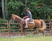 gentle-tennessee-walking-horse