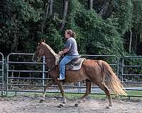 gaited-tennessee-walking-horse