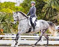 15-hand-andalusian-horse