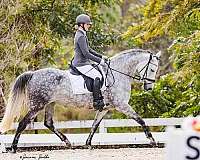 15-hand-mare