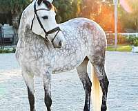 andalusian-mare