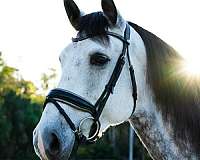 andalusian-horse-for-sale