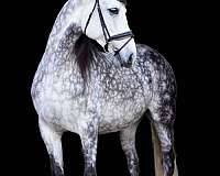 andalusian-horse