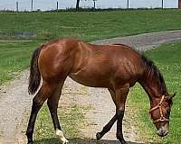 aqha-prospect-filly