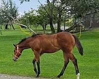 one-white-sock-horse