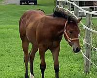 bay-one-white-sock-horse