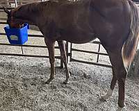 all-around-quarter-horse