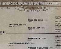 breeding-reined-cow-quarter-horse