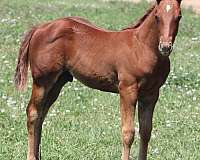 once-in-a-blue-boon-horse