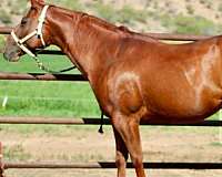once-in-a-blue-boon-quarter-horse