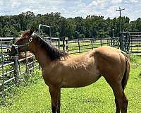 athletic-quarter-horse