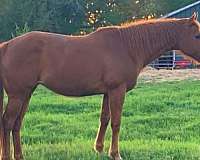 trail-r-appendix-horse
