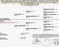 all-around-quarter-horse
