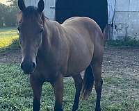 athletic-quarter-horse