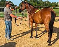 barrel-quarter-horse