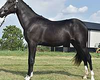 kmsha-rmha-gelding