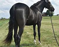 kmsha-rmha-yearling
