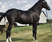 kmsha-rmha-colt