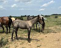 blue-roan-star-horse