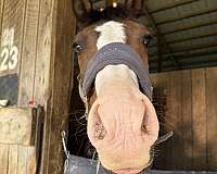 appendix-pony-for-sale