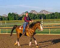 appendix-gelding