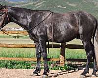 young-horse-stallion