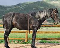 3-year-old-stallion