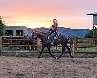 grey-none-horse