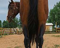 bay-vaquero-horse