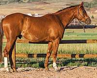 3-year-old-gelding