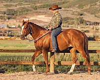 2-white-socks-blaze-horse