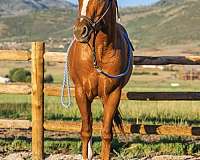 chestnut-2-white-socks-blaze-horse