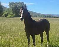 2-back-socks-blazze-horse