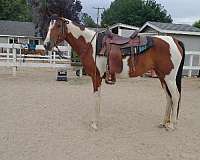 arabian-mare