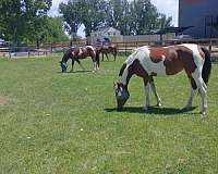 arabian-horse-for-sale