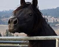 homozygous-mare-arabian-horse