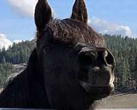 big-mare-arabian-horse