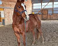 quarter-horse-gelding
