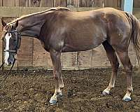 quarter-pony