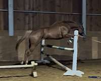 quarter-pony-for-sale