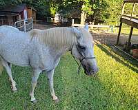 trail-riding-paso-fino-horse