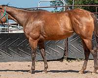 barrel-breeding-filly
