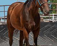 bay-quarter-horse-mare