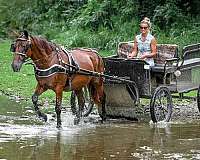 all-around-morgan-horse