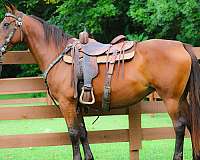 athletic-morgan-horse