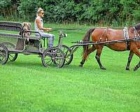 beginner-morgan-horse